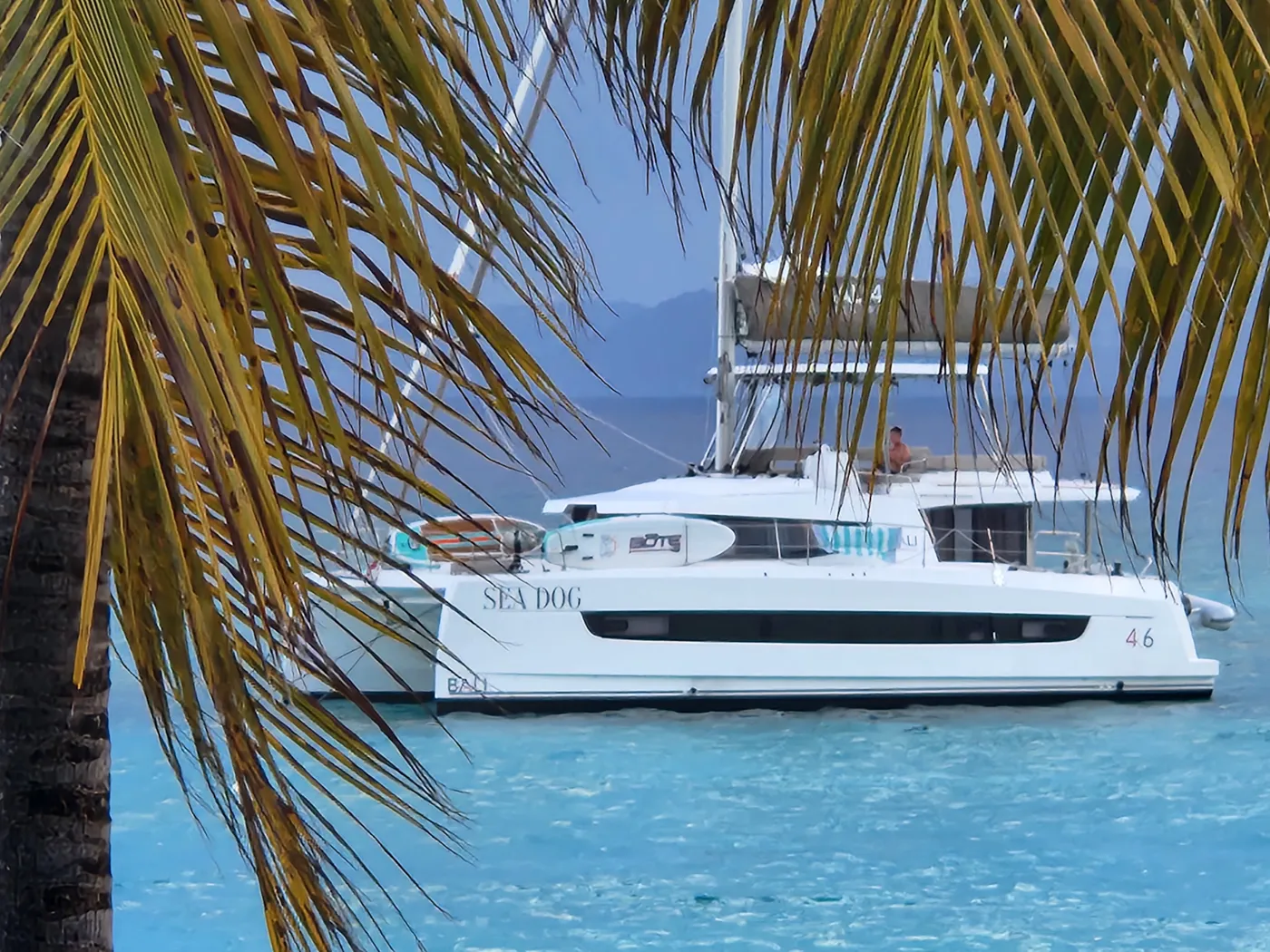 Sea Dog in White Bay